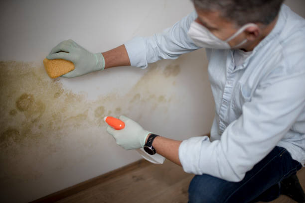 Home Mold Removal in Westlake Village, IL