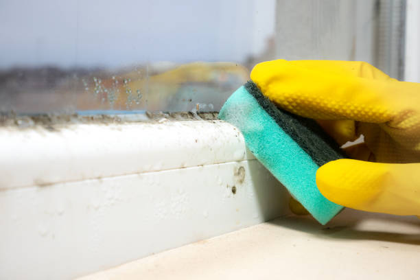Best Attic Mold Removal  in Westlake Vlage, IL