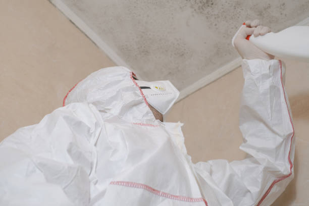 Westlake Village, IL Mold Removal Company